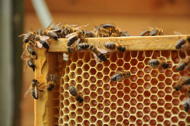Jak zażywać propolis: skuteczne metody i dawkowanie dla zdrowia